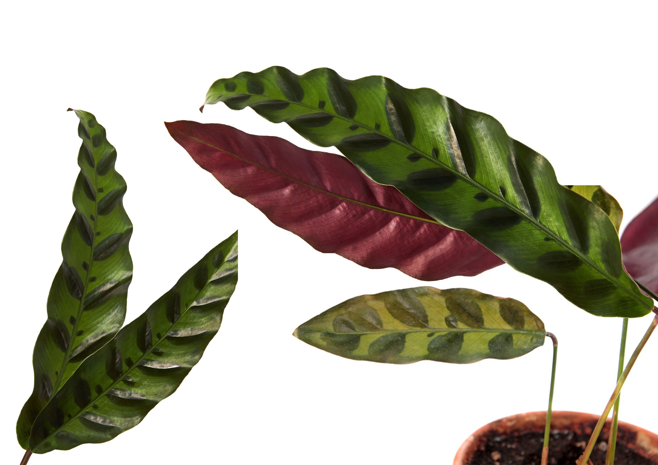 Calathea in an ideal humid environment