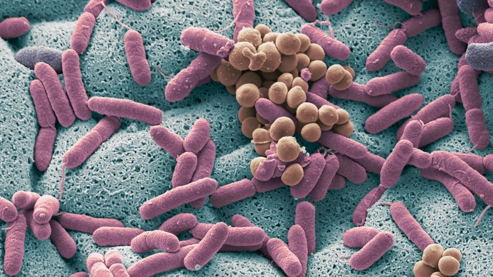 gut microbiome up close