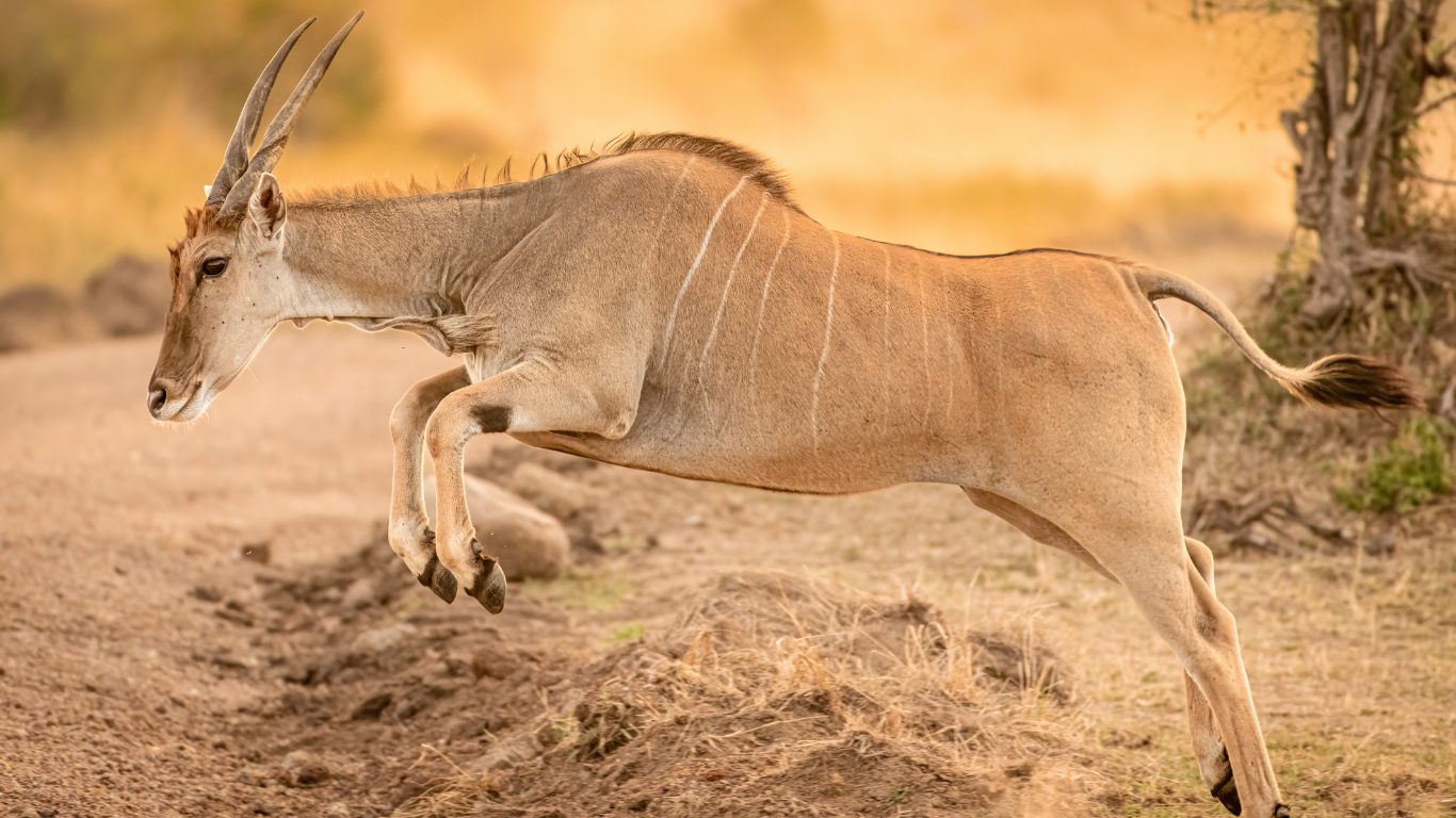 Where to See Eland