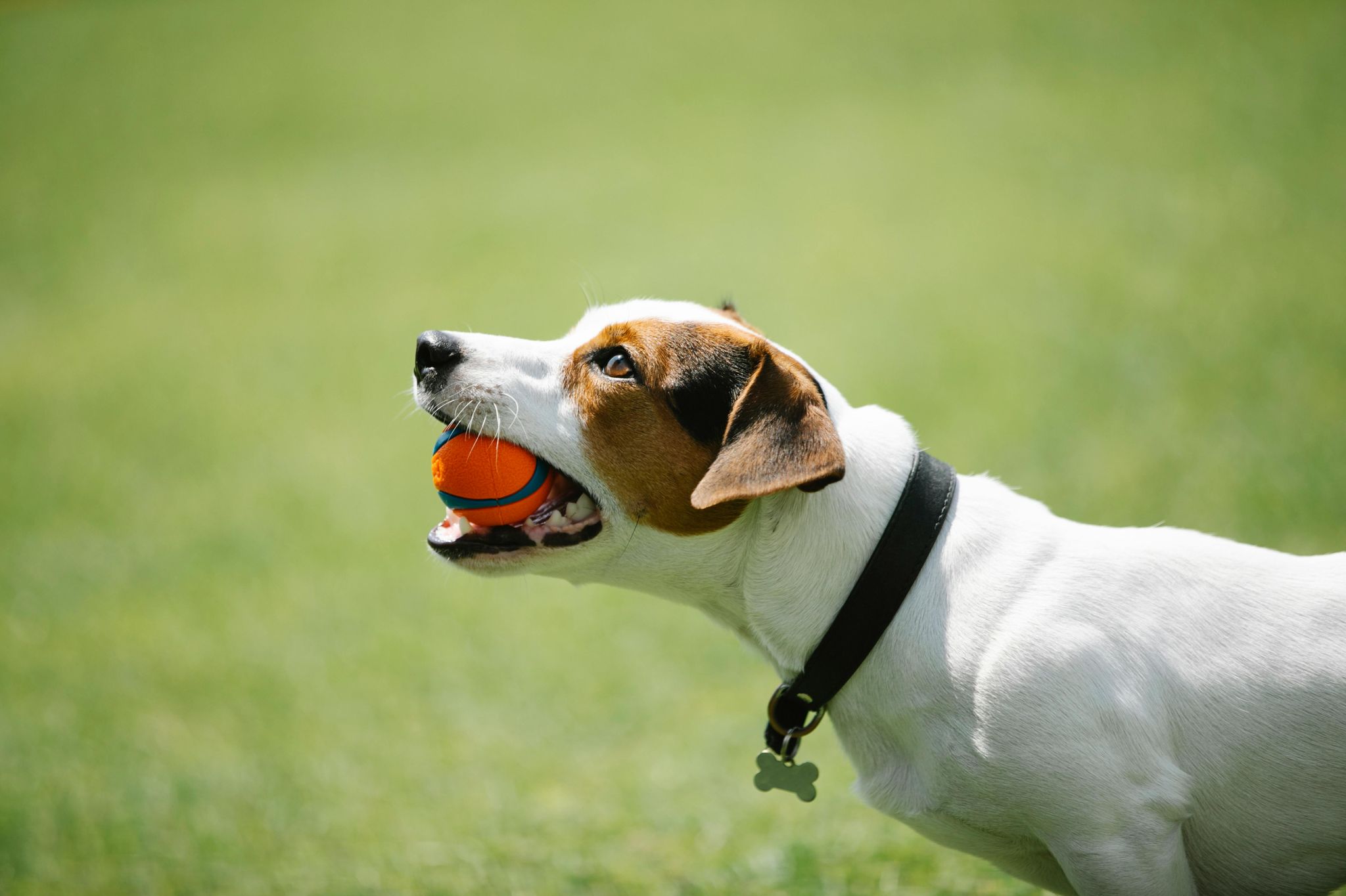 A dog is holding a red ball in its mouth. The background is the green grass.