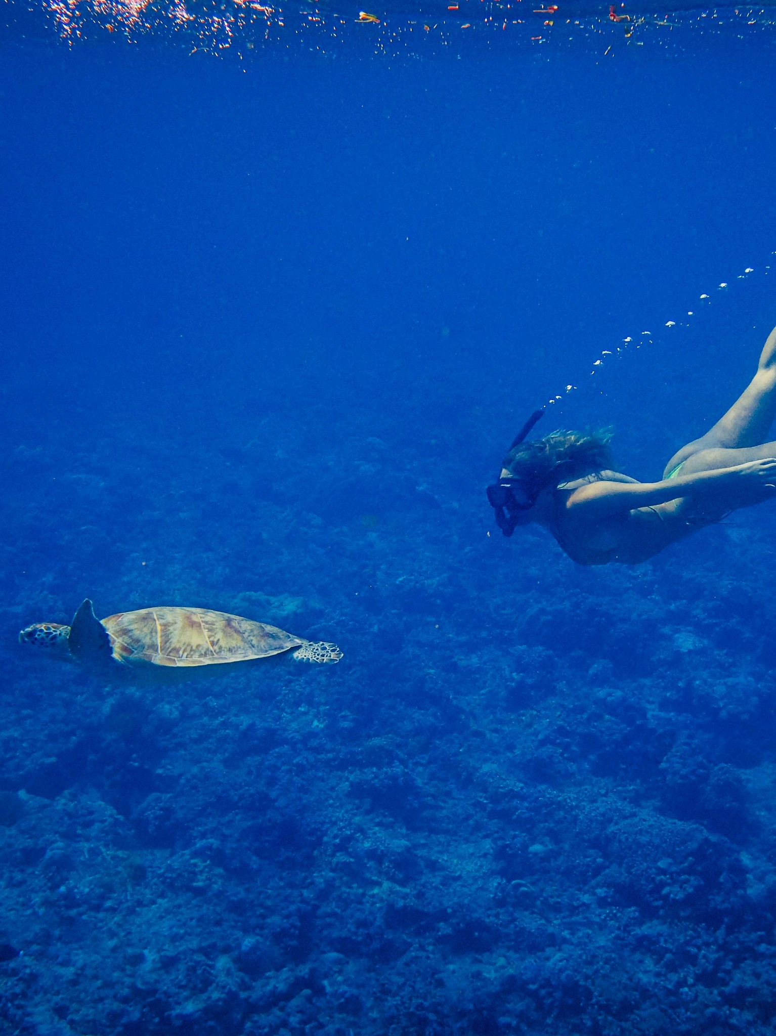 Seri Turtle Snorkelling