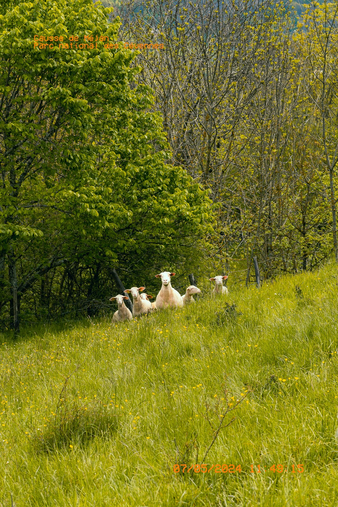 Moutons groupés à la lisière d'un bosquet sur le causse.  