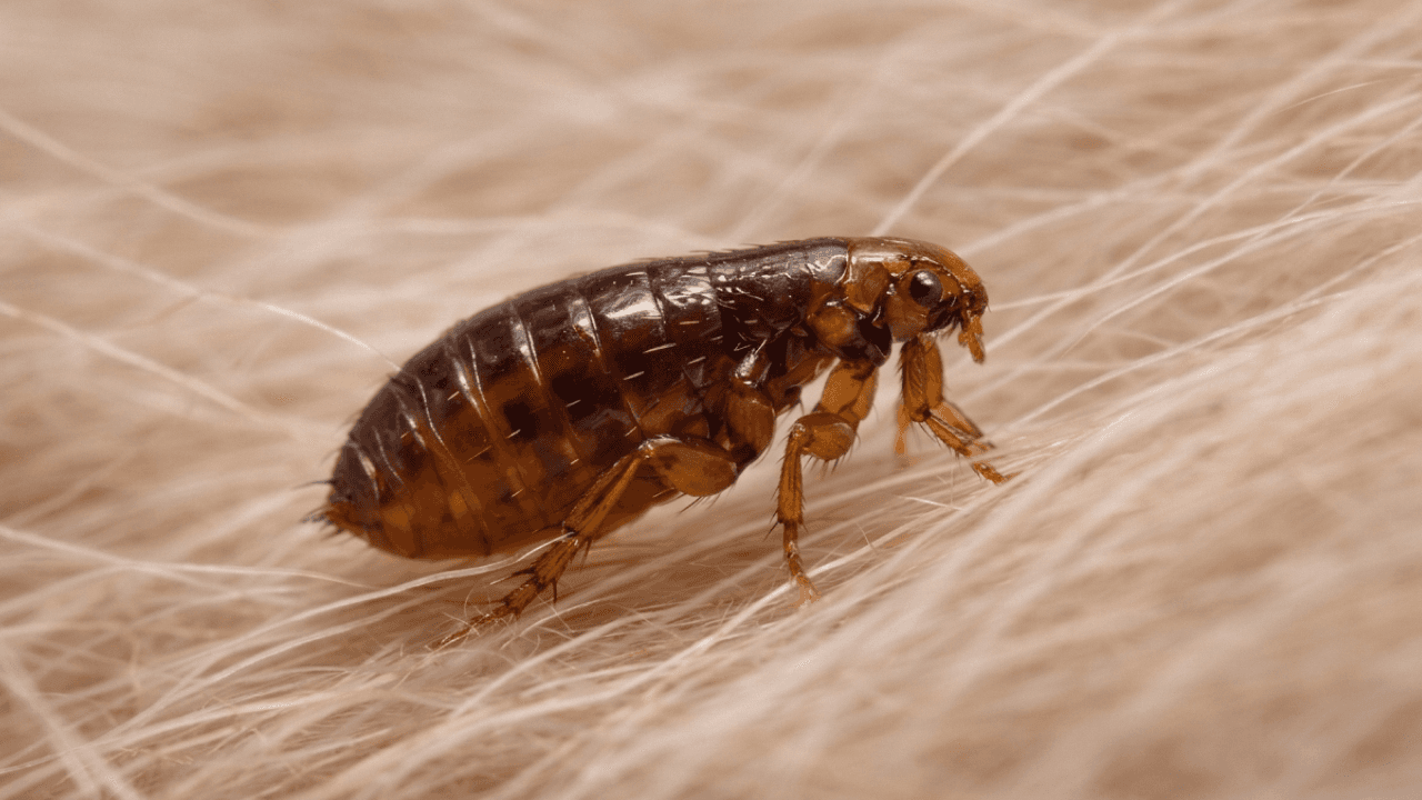 Puce en gros plan sur des poils d'animal