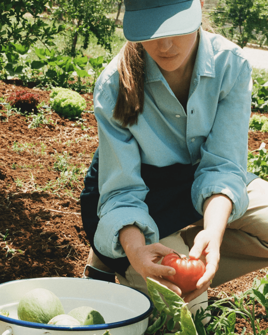 Woman harvesting tomatoes in a vegetable garden at a countryside retreat