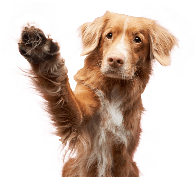 doggy doggy home dubai