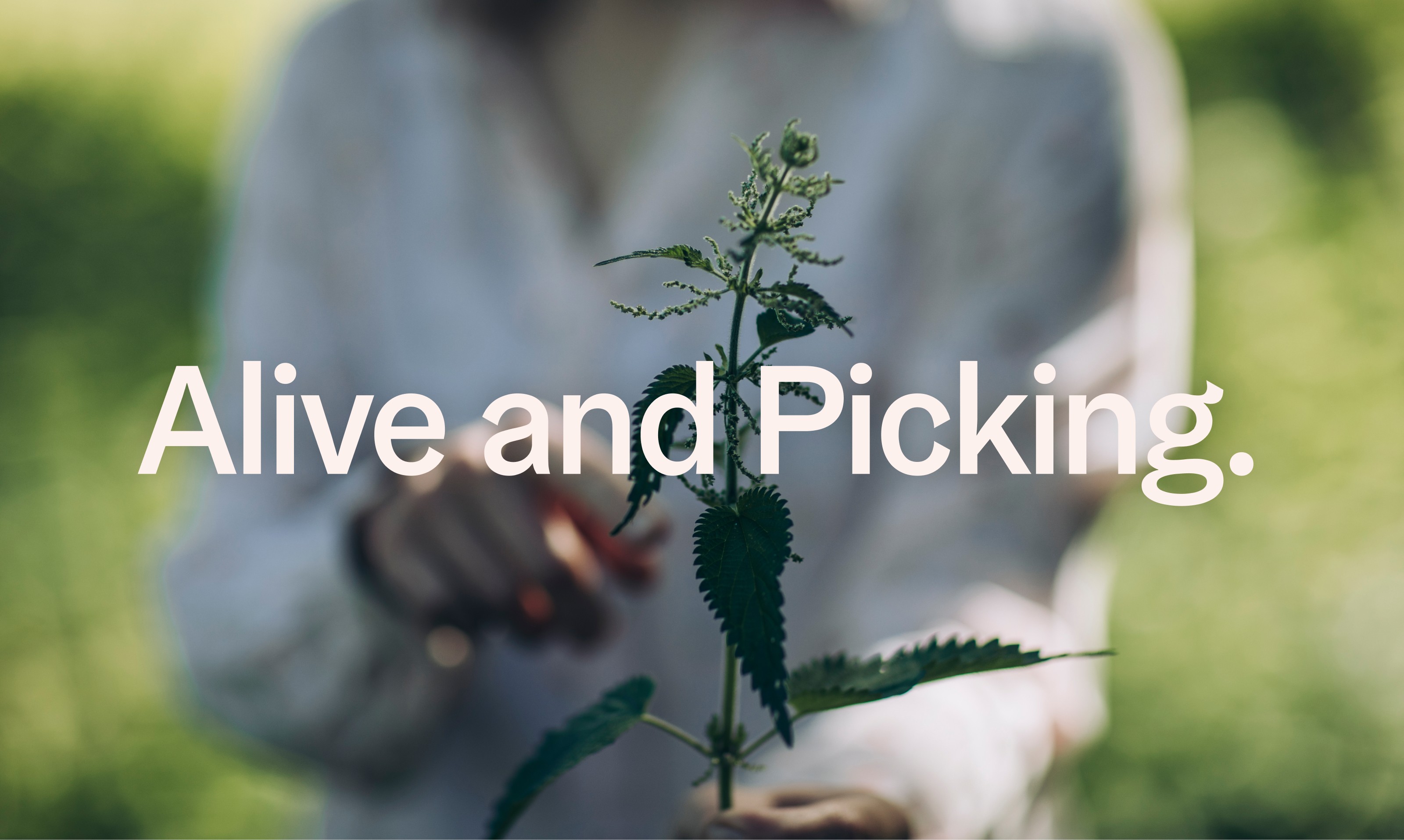 Alive and Picking