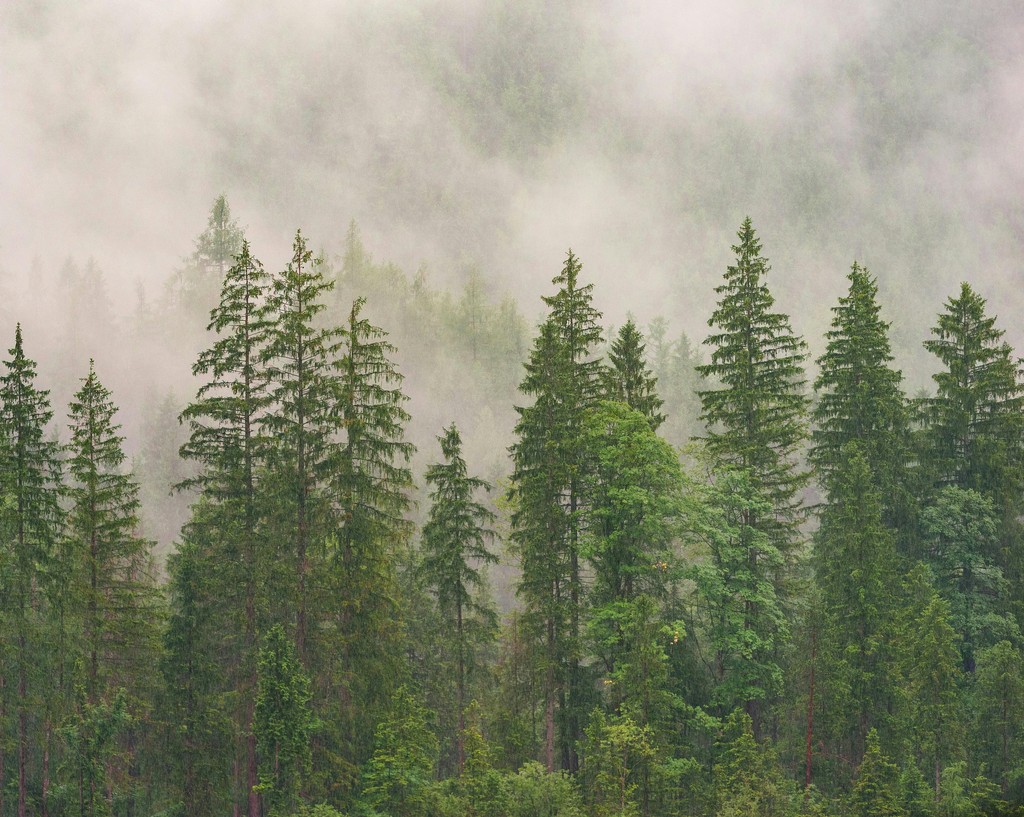 landscape image of forest