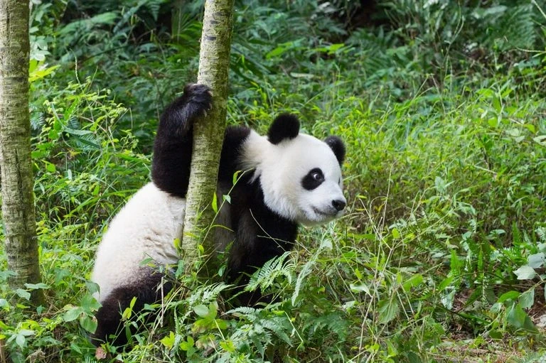 Giant panda in forest habitat