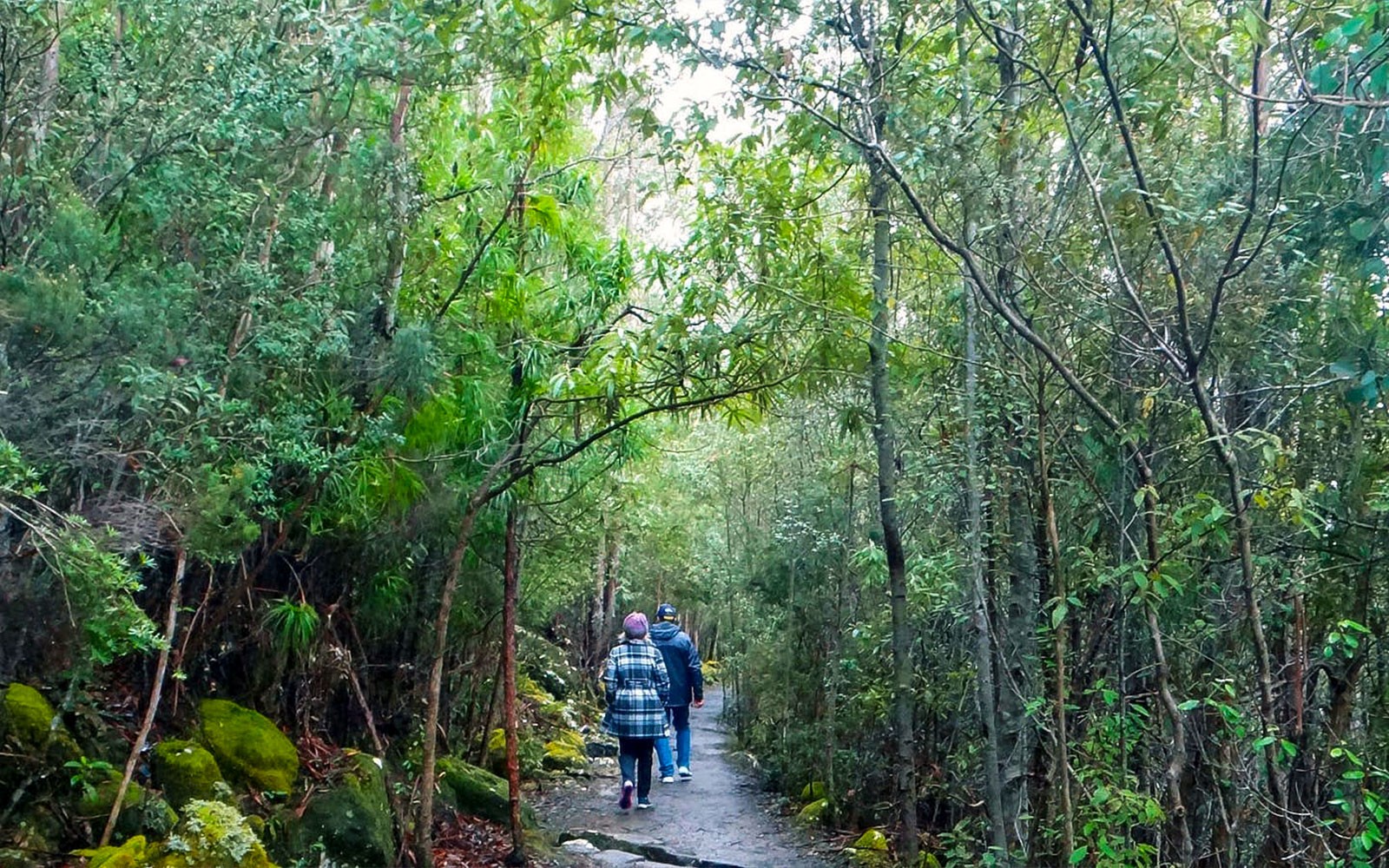Visitors walking through lush forest on kunanyi Mt Wellington hop on hop off tour.