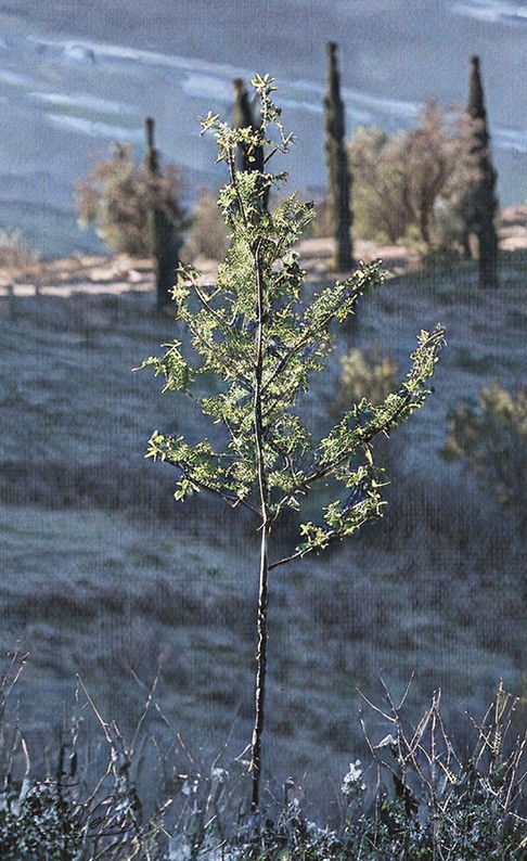 Sacred artwork by Faith and Verse. © Faith and Verse, 2026. All rights reserved. A young sapling stands stark against Italian landscape—symbol of Saint Romuald's austere hermit life, rooted in solitude yet growing toward heaven.