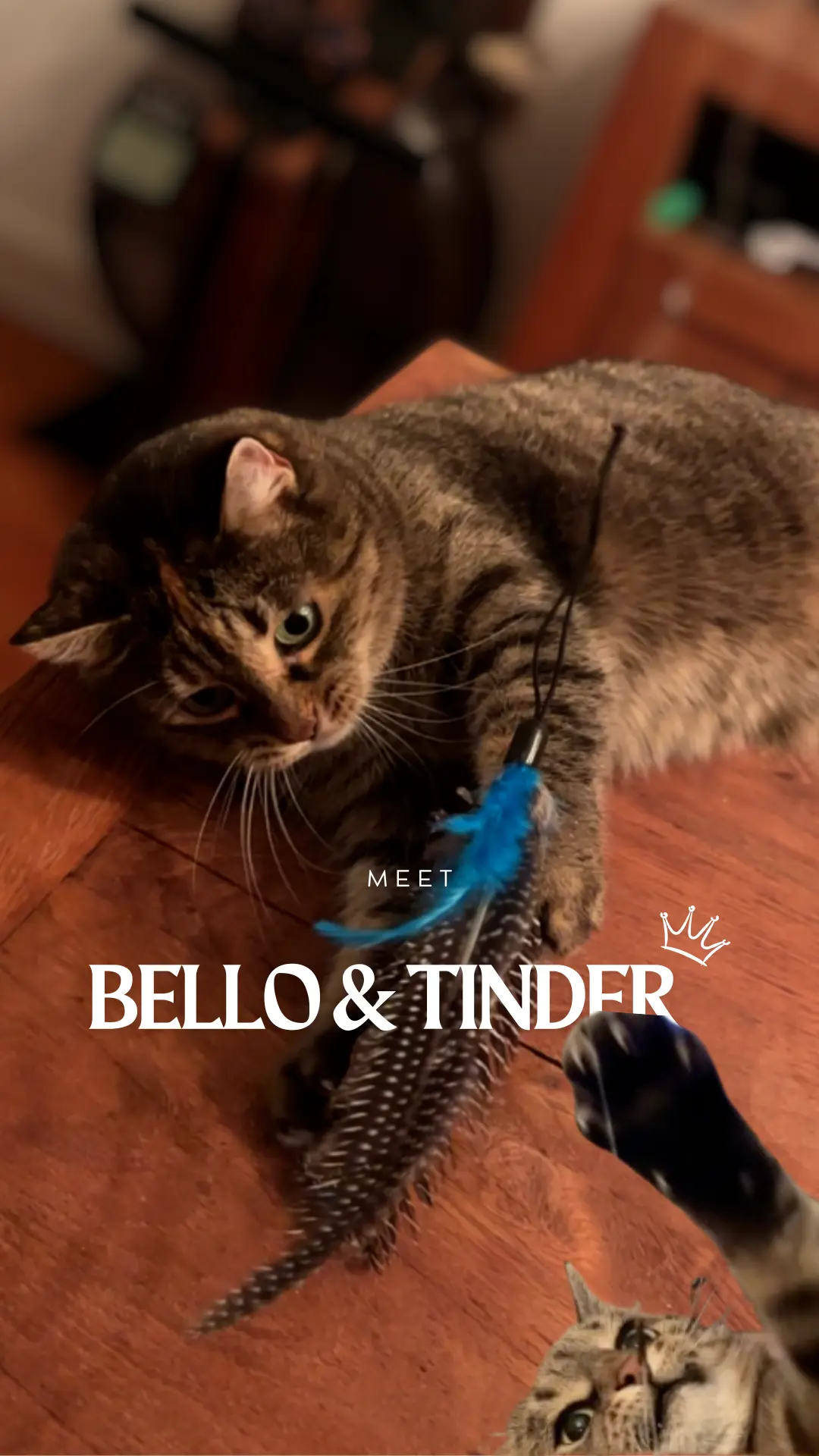 Bello und TInder-  katzen - sitmycat katzenbetreuung hamburg 