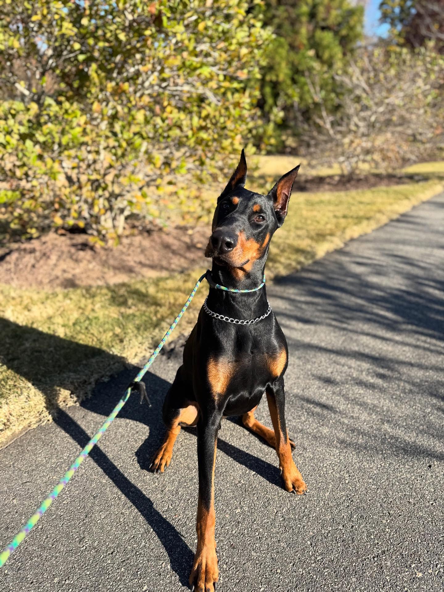 Alert black and tan dog on leash during dog training in Myers Park, Charlotte
