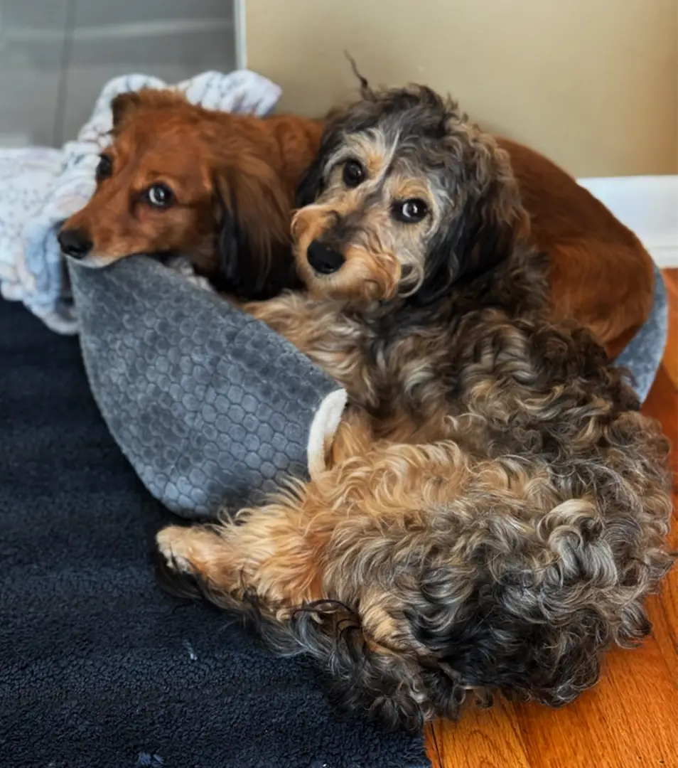 Brown Dachshund with curious eyes, looking directly into the camera