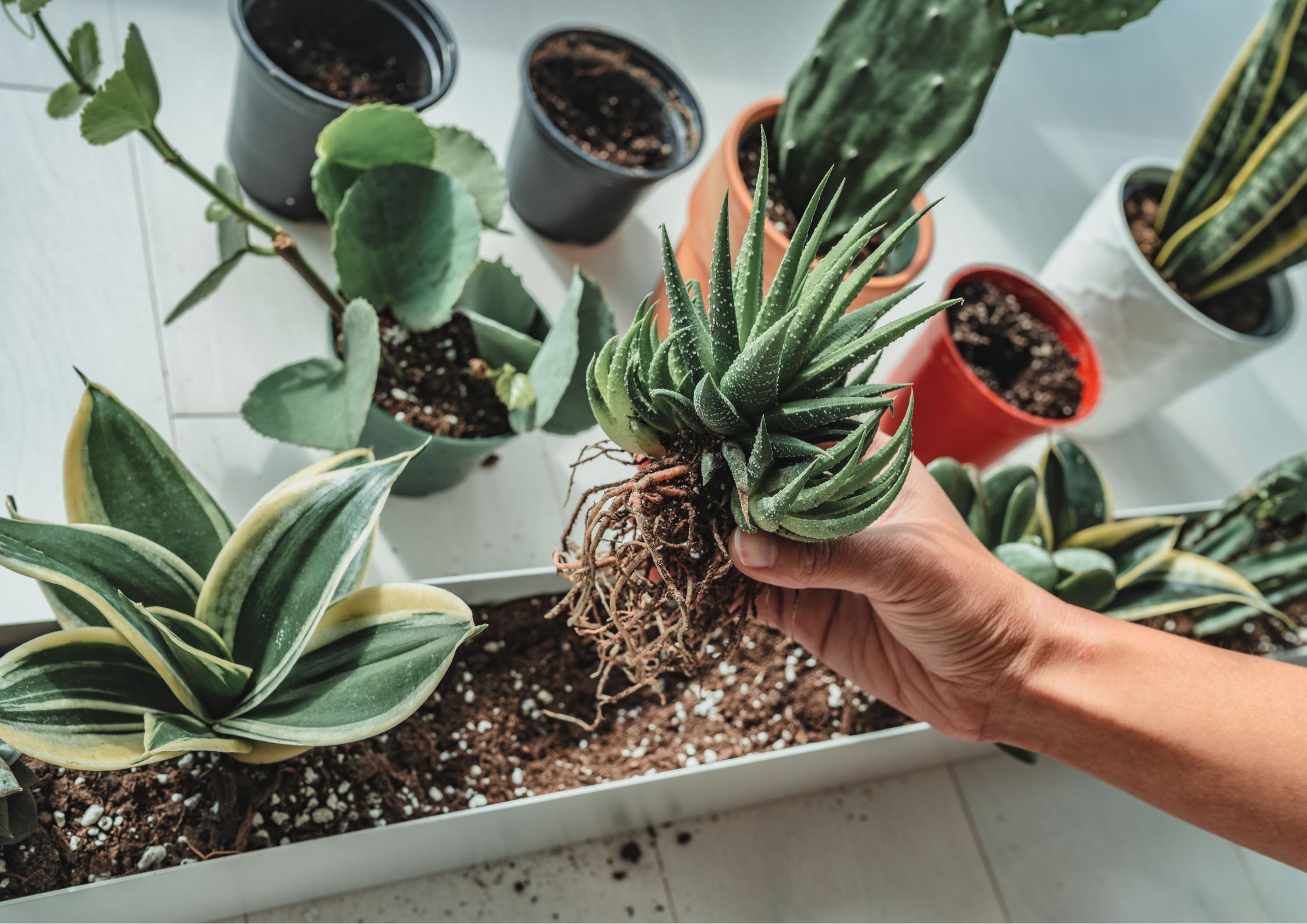 Plantas de temporada otoñal en jardín ibicenco