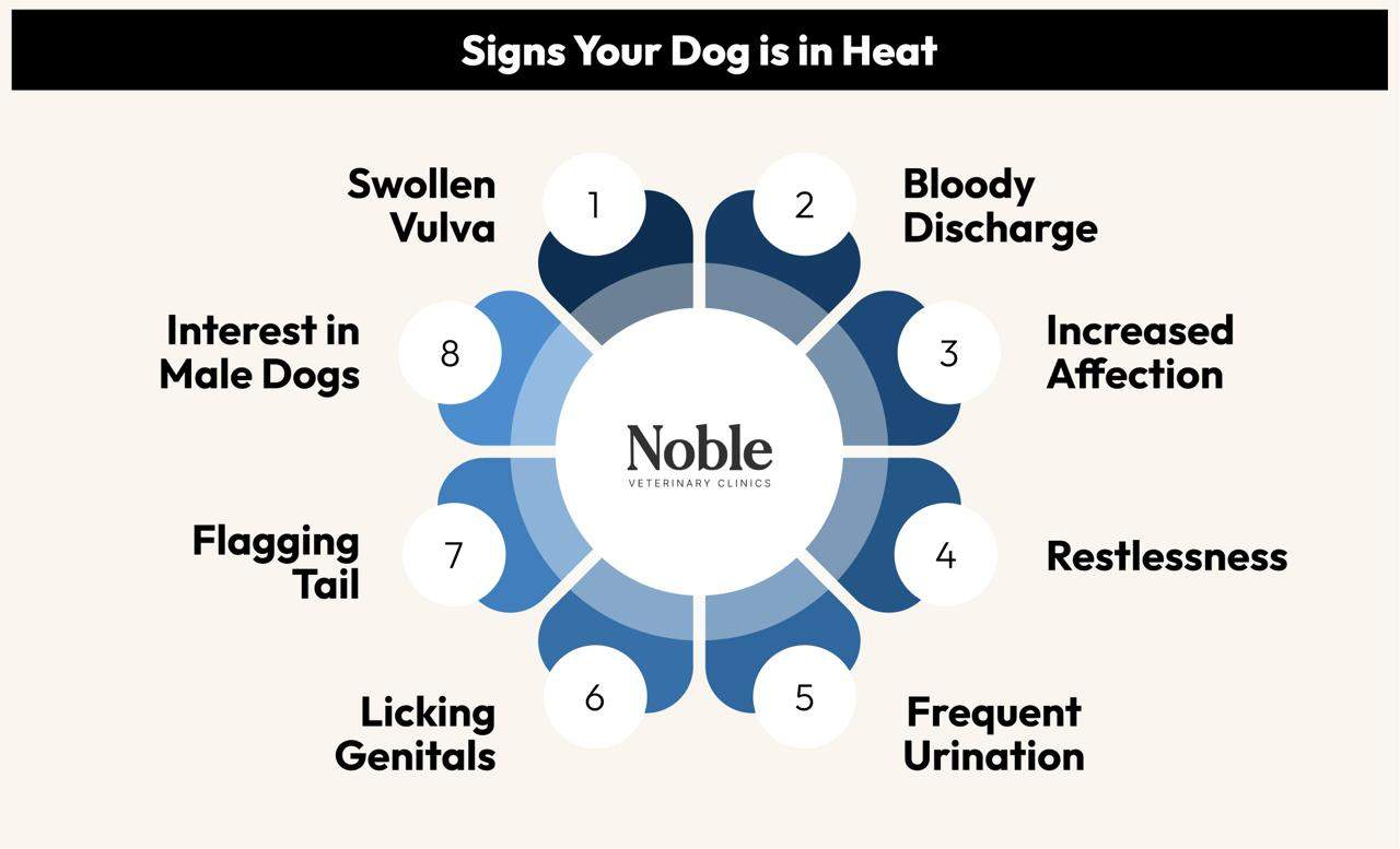 Signs Your Dog is in Heat