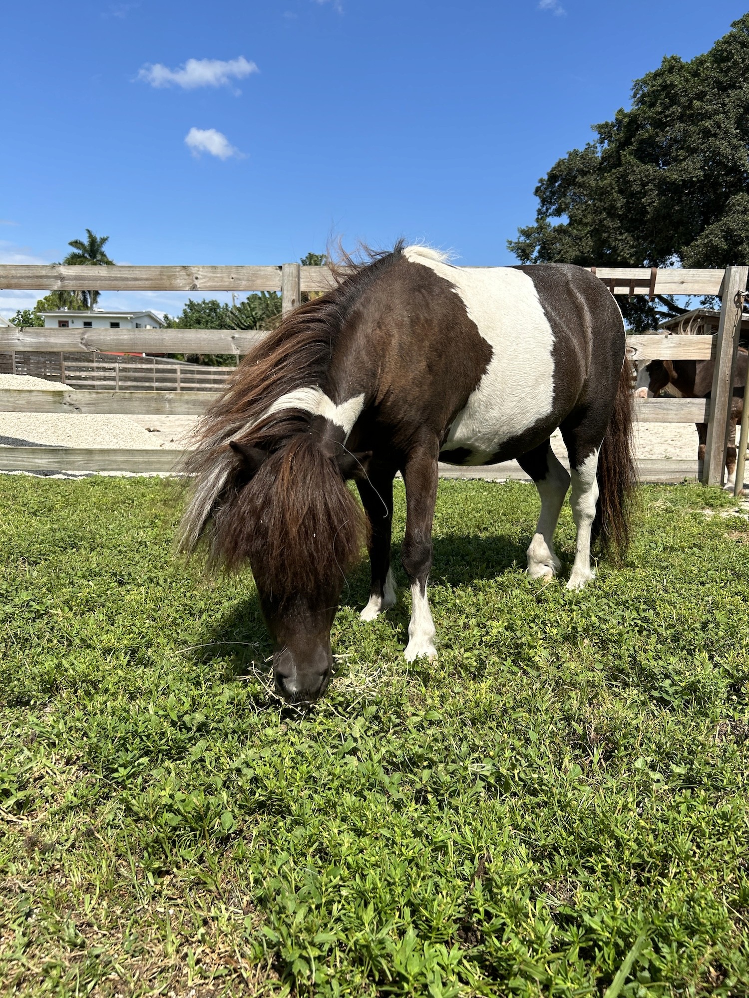 brown and white miniature horse at Tomorrow's Rainbow Mini ranch