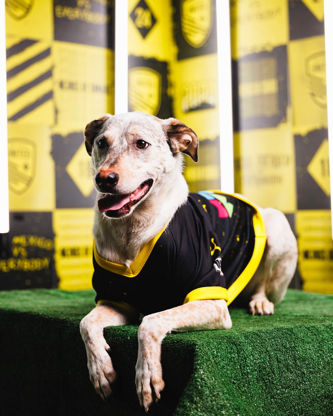 A dog sitting down on astroturf wearing a dog jesery for New Mexico United with a yellow background.