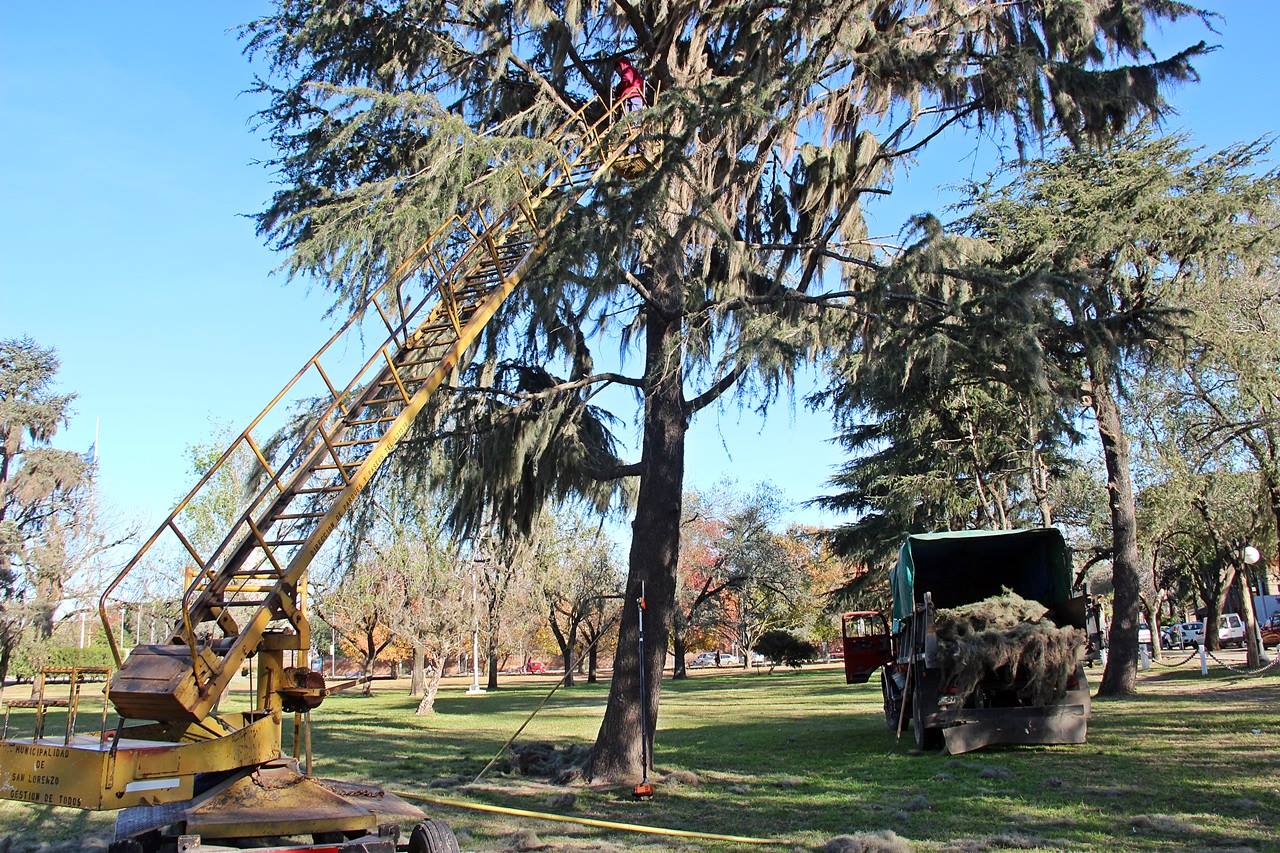 Operario podando árbol con plataforma elevadora y zona delimitada.