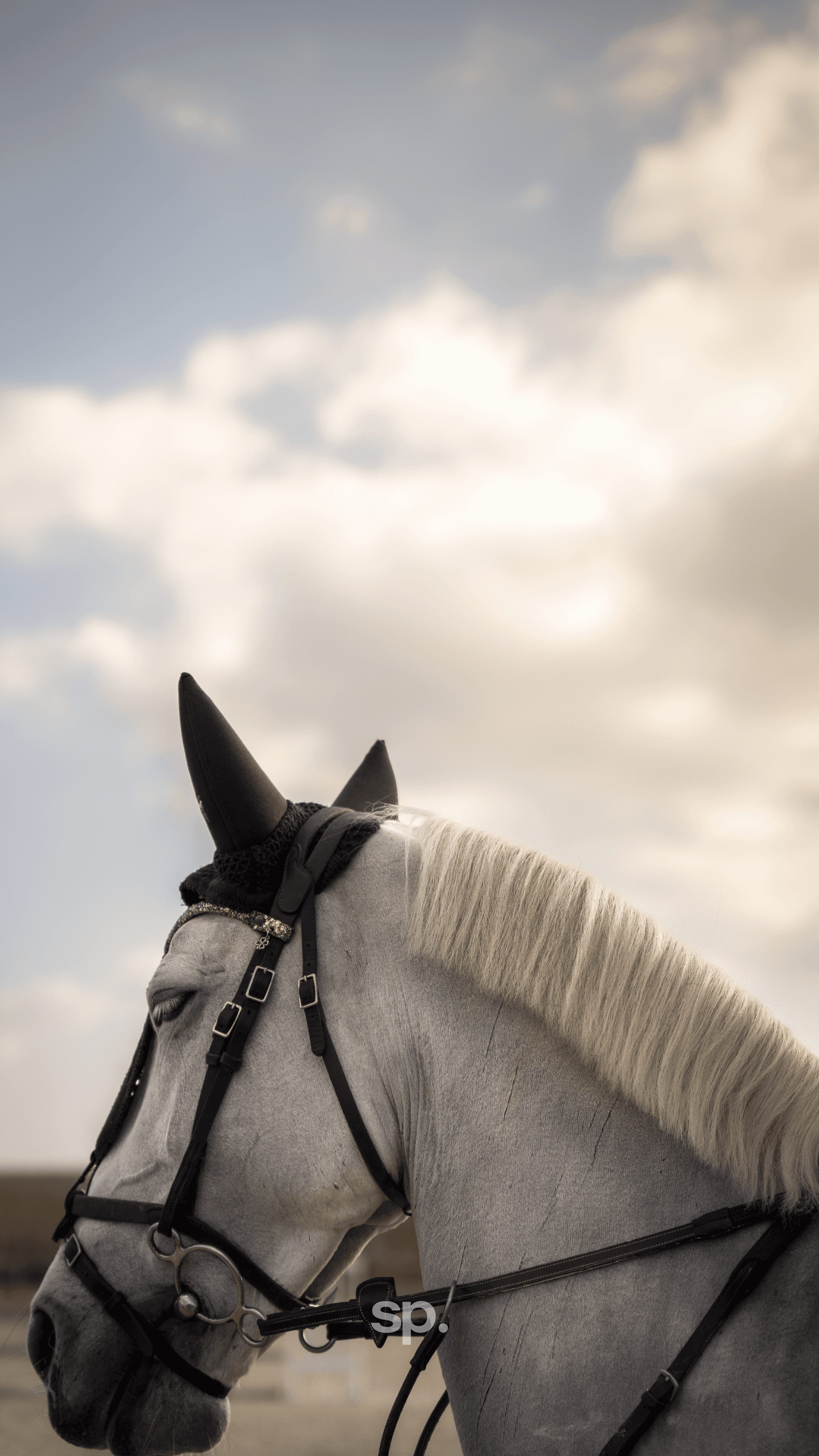 community-management-cheval
