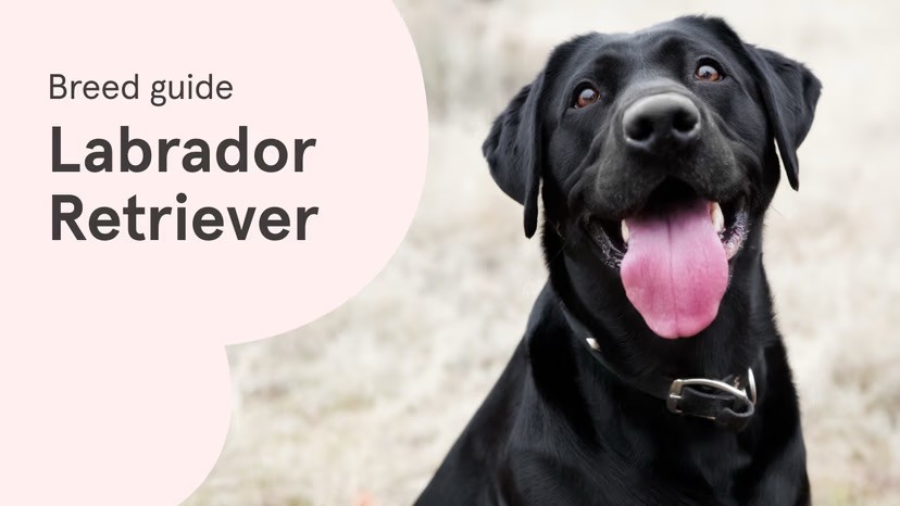 A black Labrador Retriever with a big happy smile and tongue out looks up at the camera, alongside a "Breed guide: Labrador Retriever" text graphic on a pale pink background.