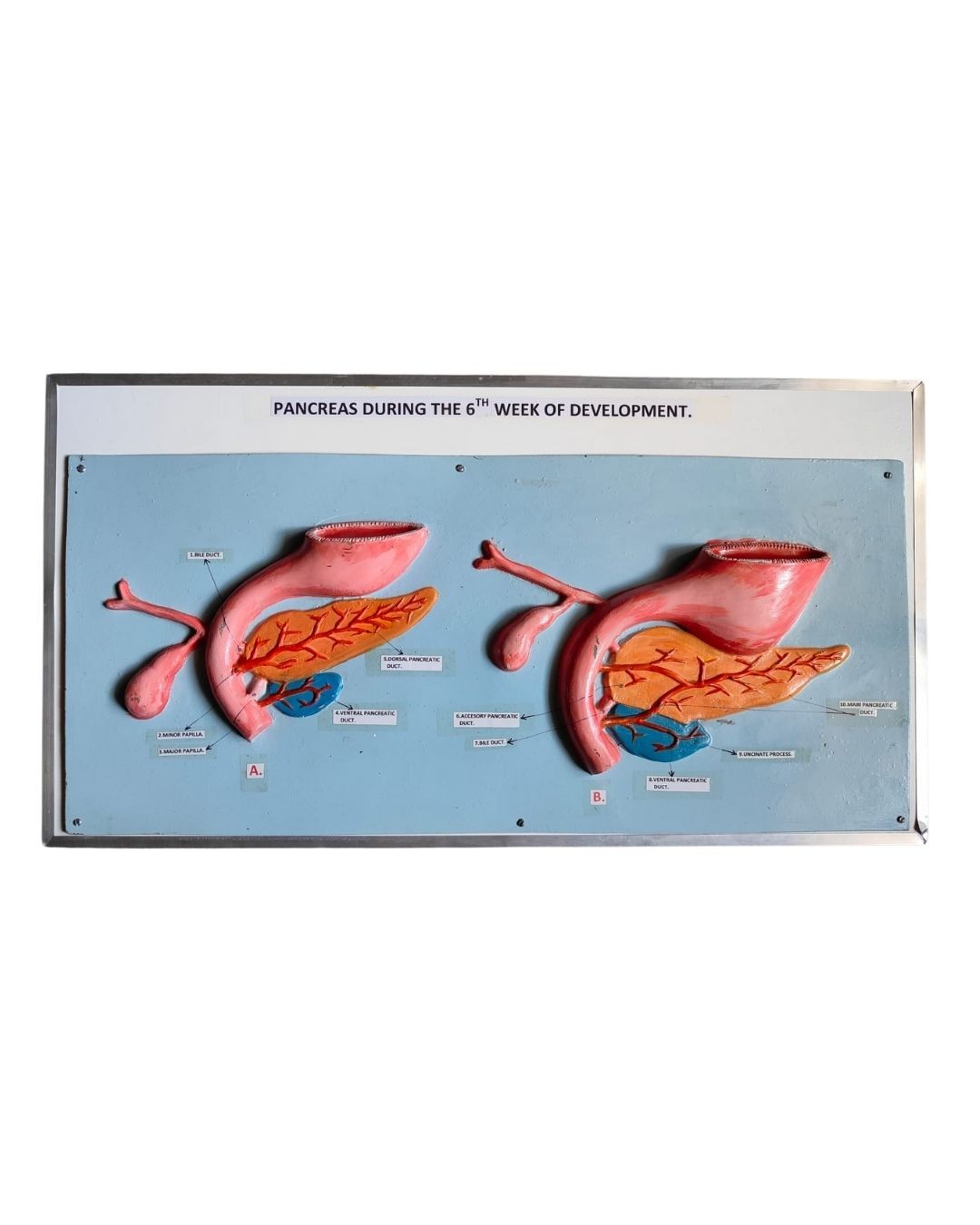 Pancreas During the 6th Week of Development