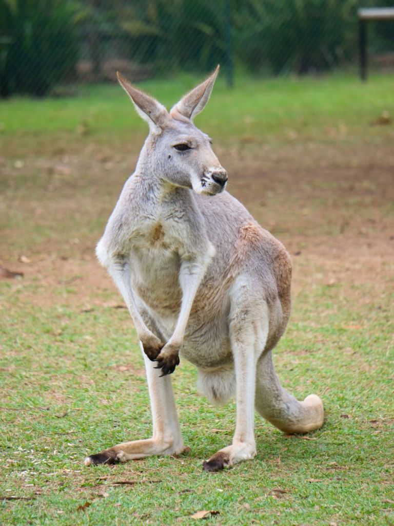 kangaroo at australia zoo