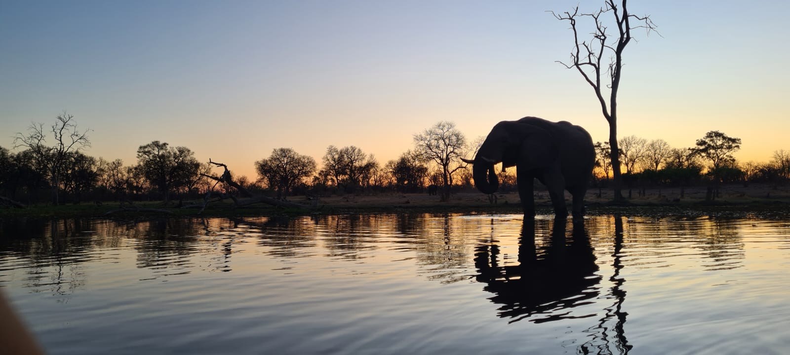 elephant of body of water near forest