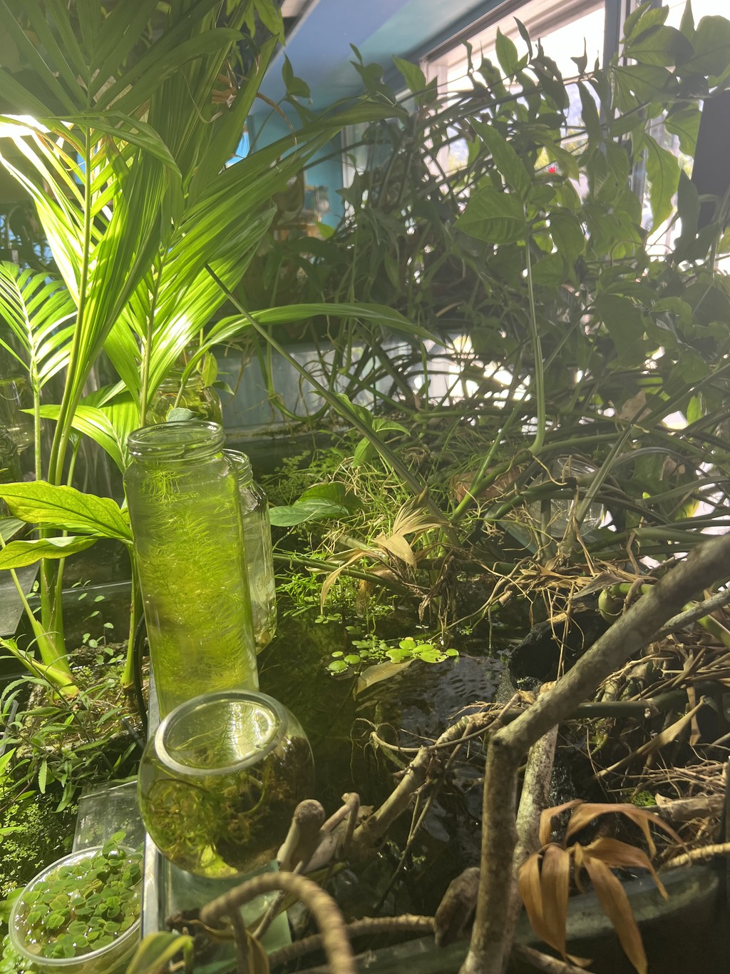 An assortment of plants growing out of a fish tank