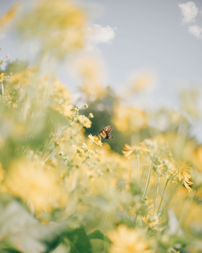 A butterfly rests on yellow flowers in a field.