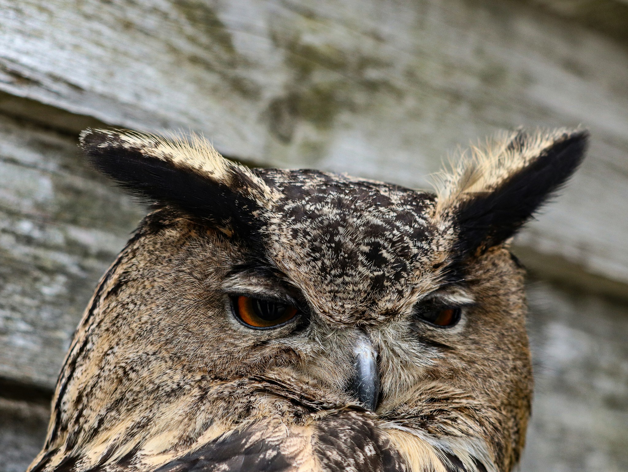 Owl by shed wall