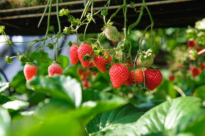Orchard crop