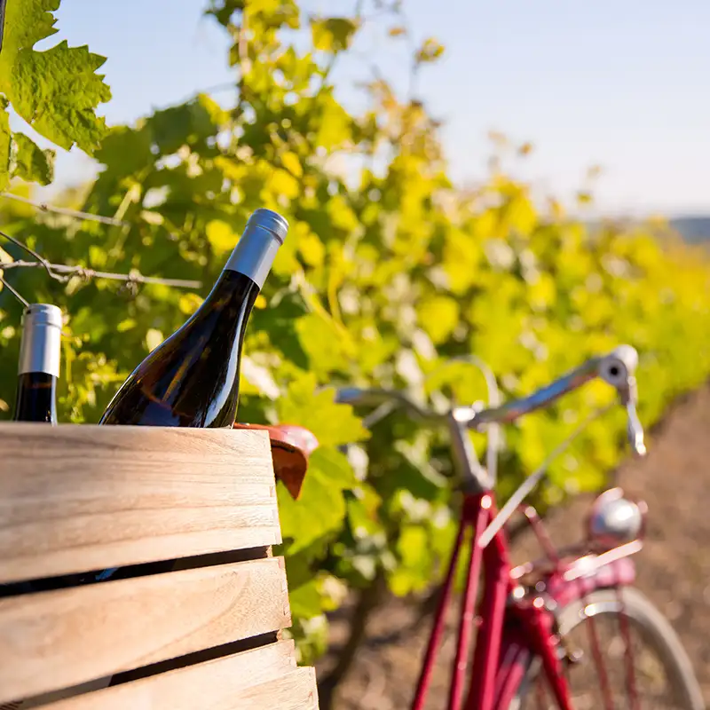 Vinsafari i Puglia, Italia – 8 dager