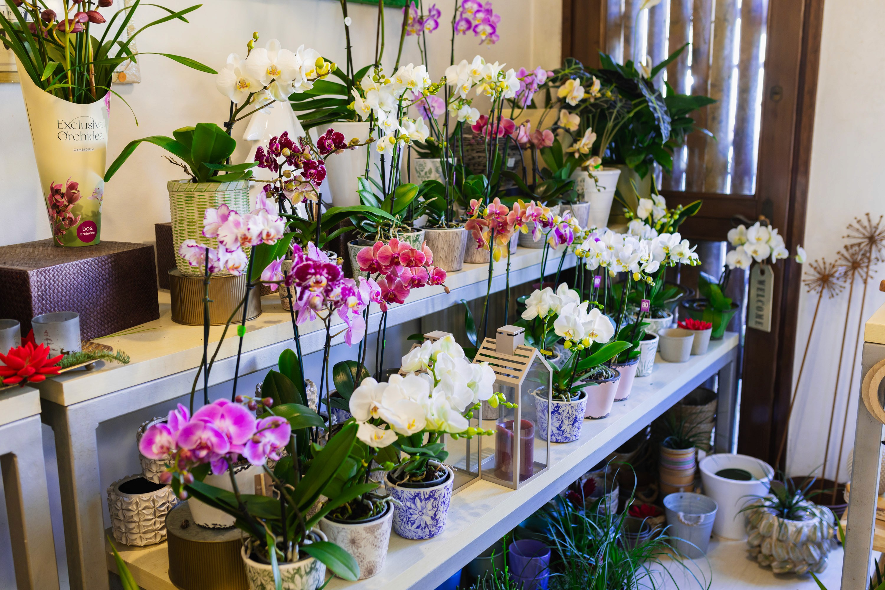 Multiple flowers of orchidee