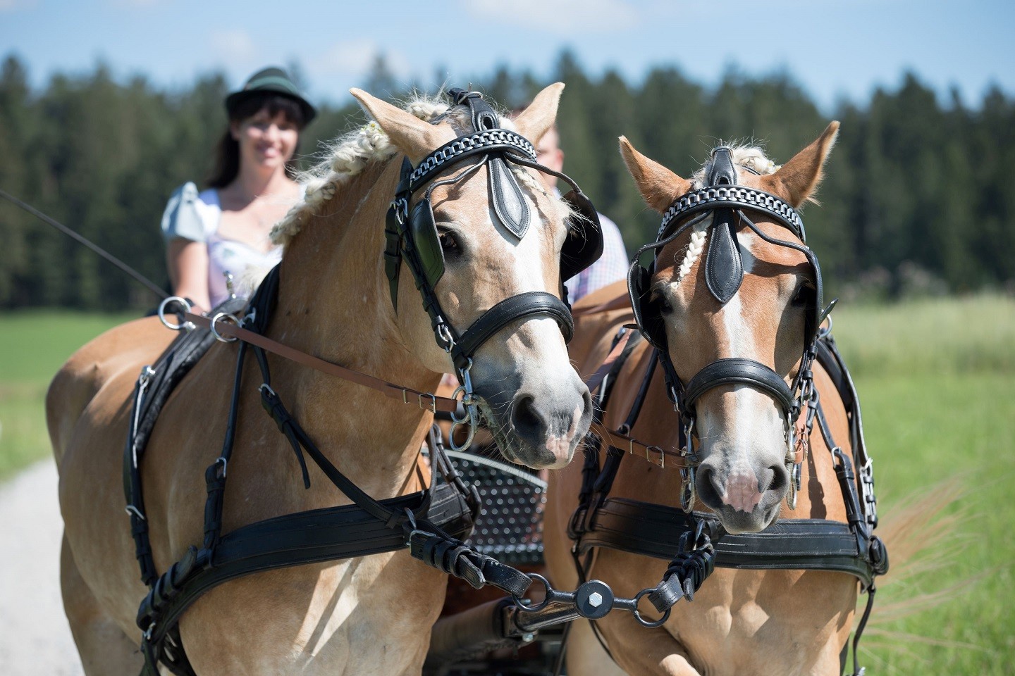 Kutschenfahrt im Mühlviertler Kernland mit zwei Haflinger-Zugpferden in traditionellem Geschirr
