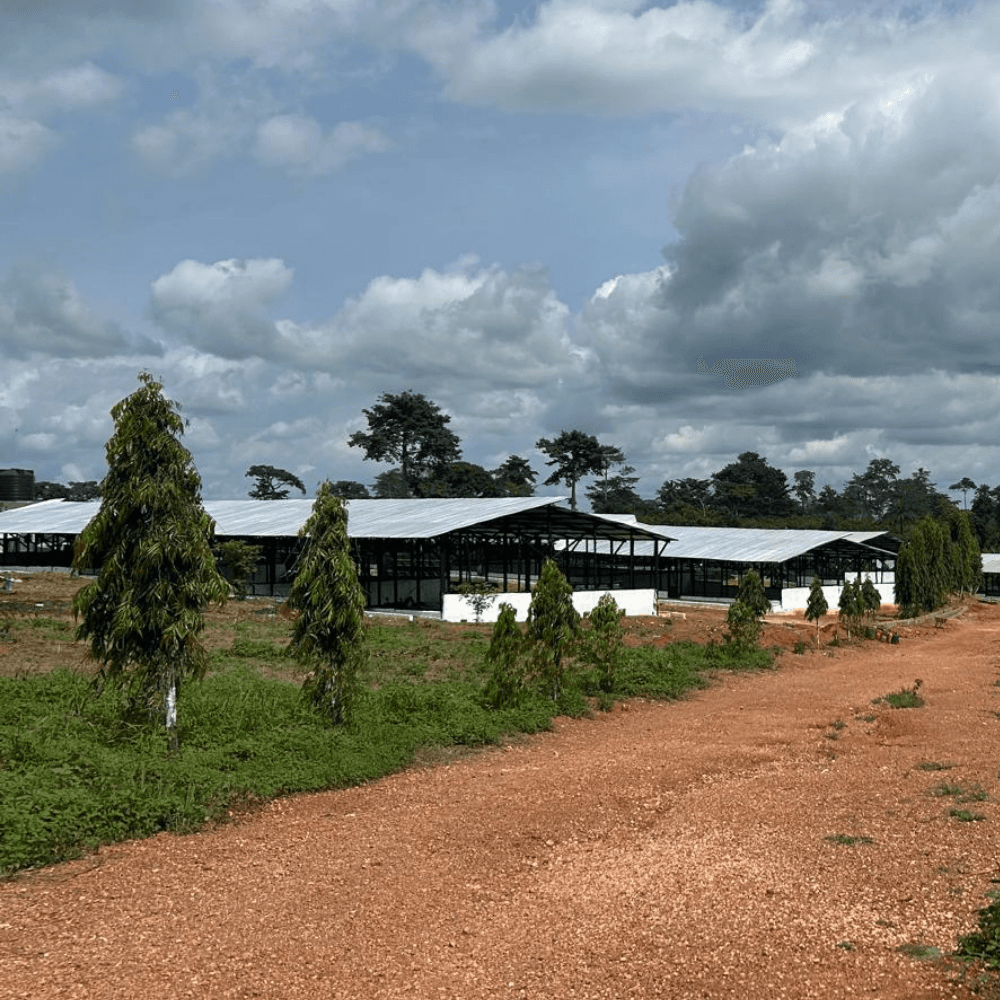 Phones with on the screen 123FEED