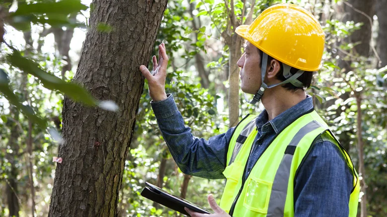 Tree Disease Diagnosis