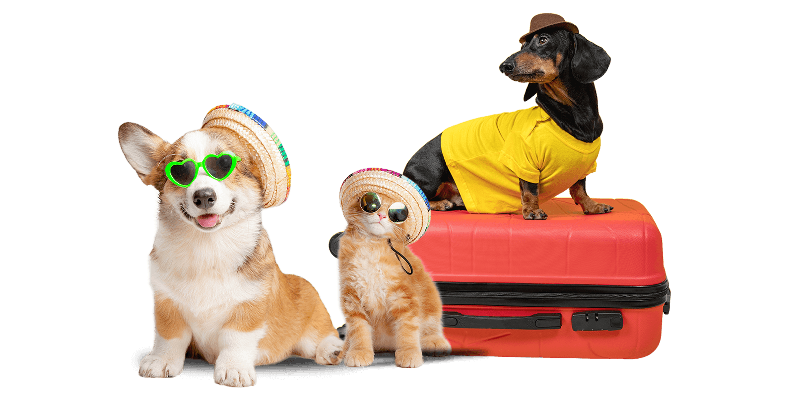 Dubai's full service doggy haven