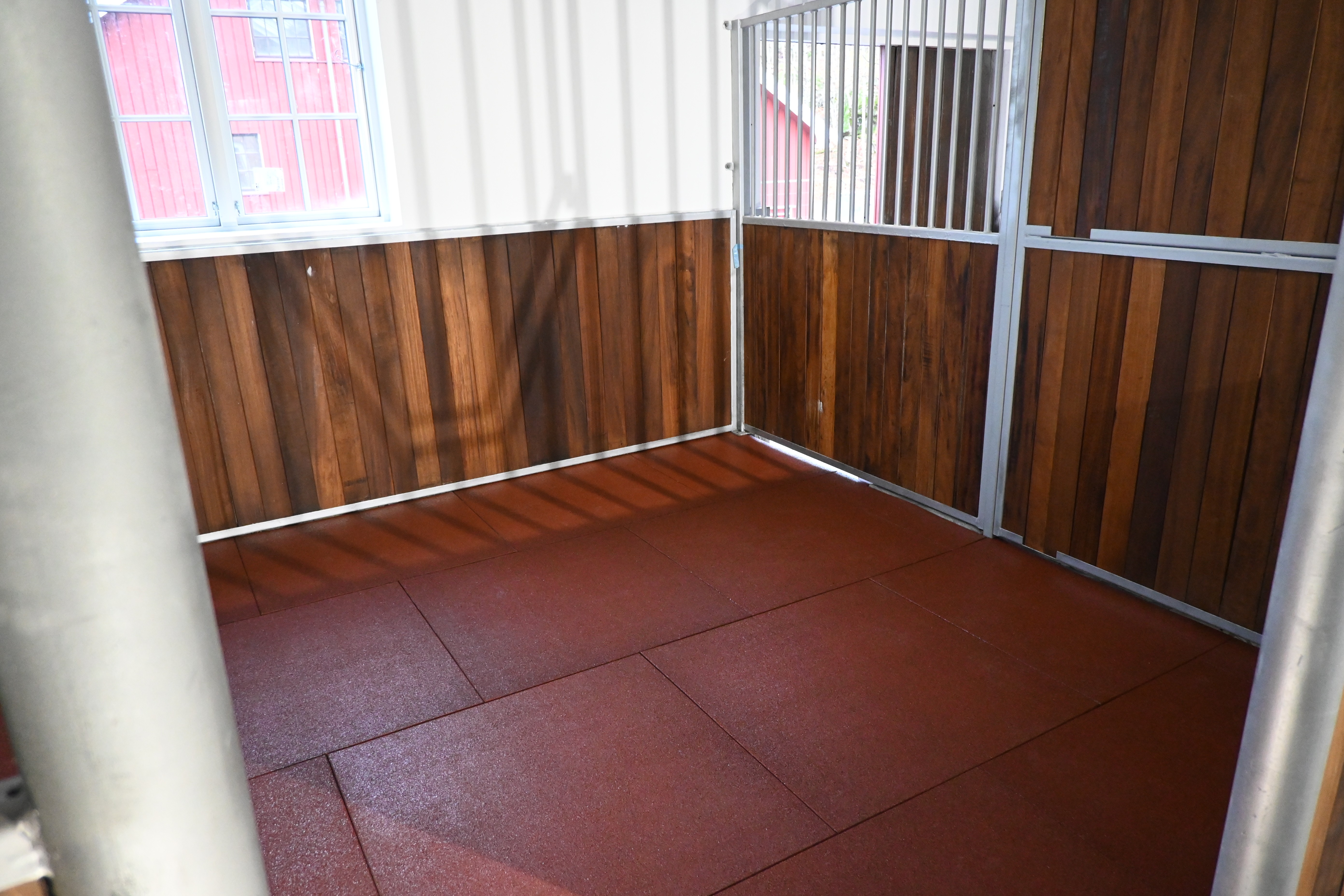 hest som vaskes med vann