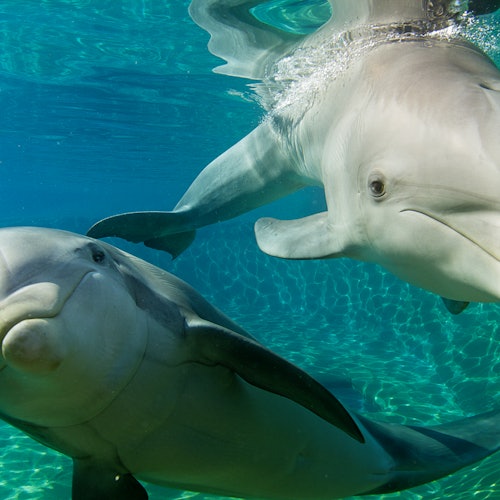 Два делфина плуват под вода в чиста, синя вода, със слънчева светлина, която се отразява от телата им.