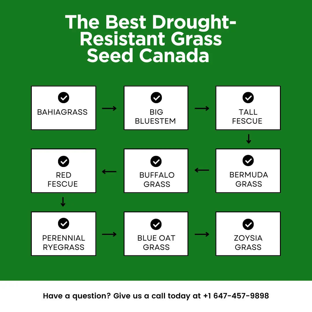 An infographic listing the best drought-resistant grass seed Canada