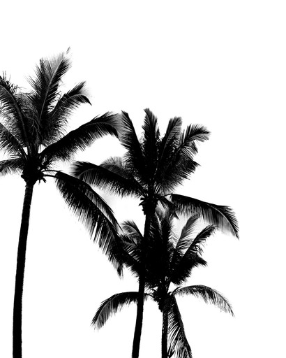 Silhouetted palm trees against a white background