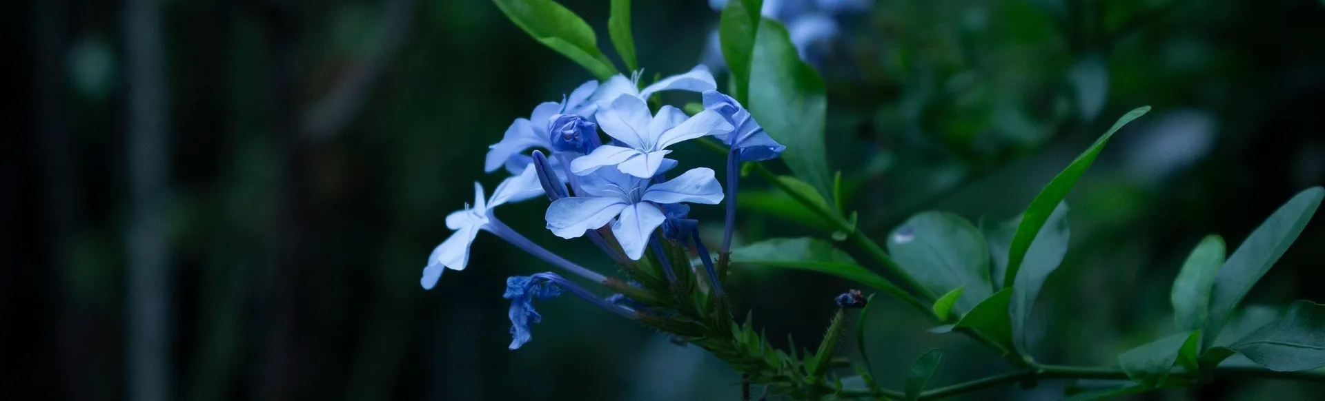 Eine blaue Blume mit grünem Hintergrund