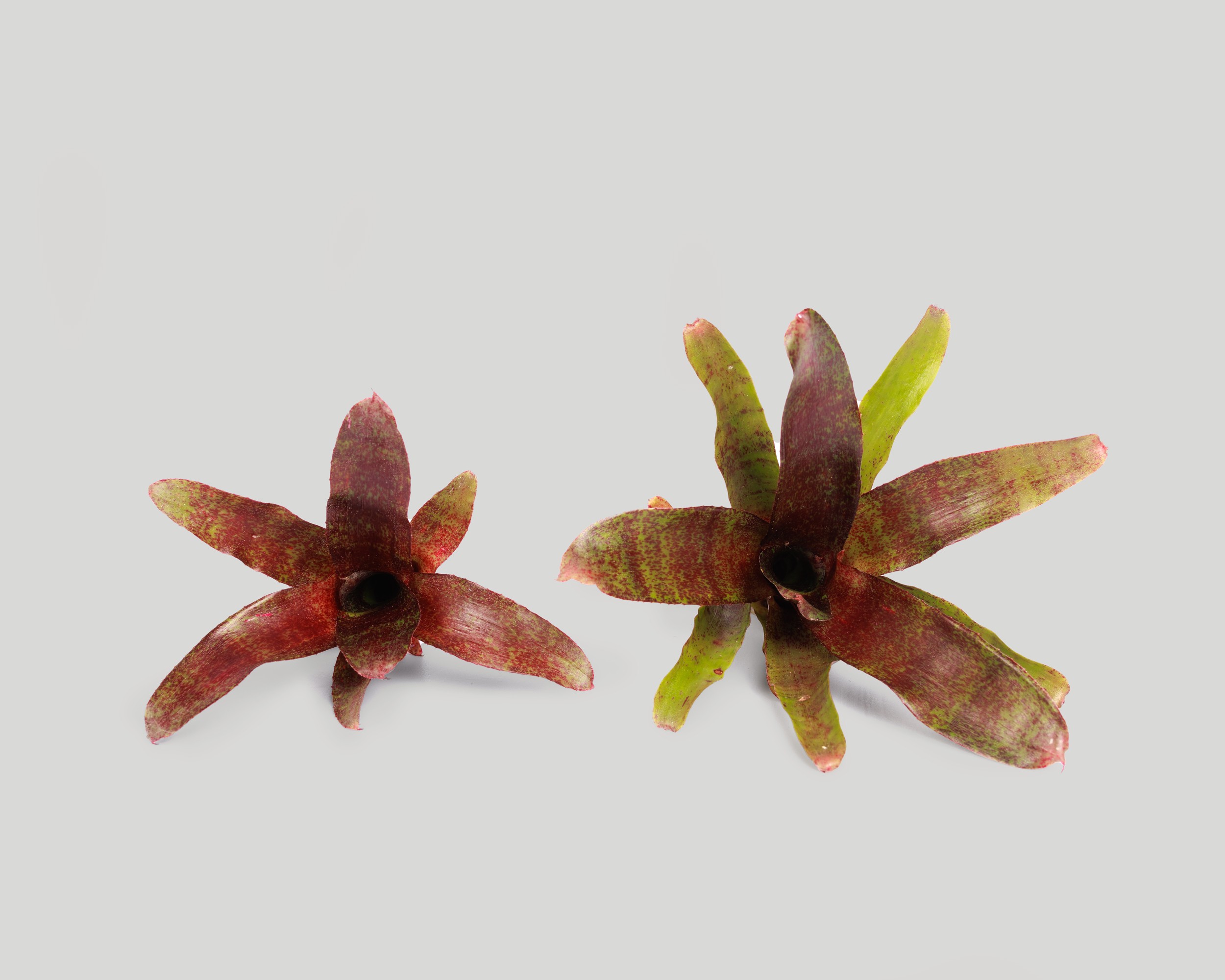 Neoregelia Atlantis from Baiosphere