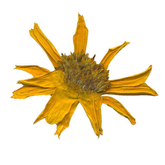A pressed yellow flower. 