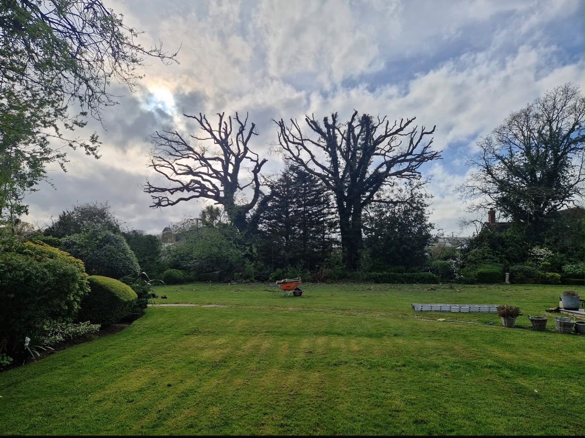 A tree arborist is climbing a ladder to trim branches.