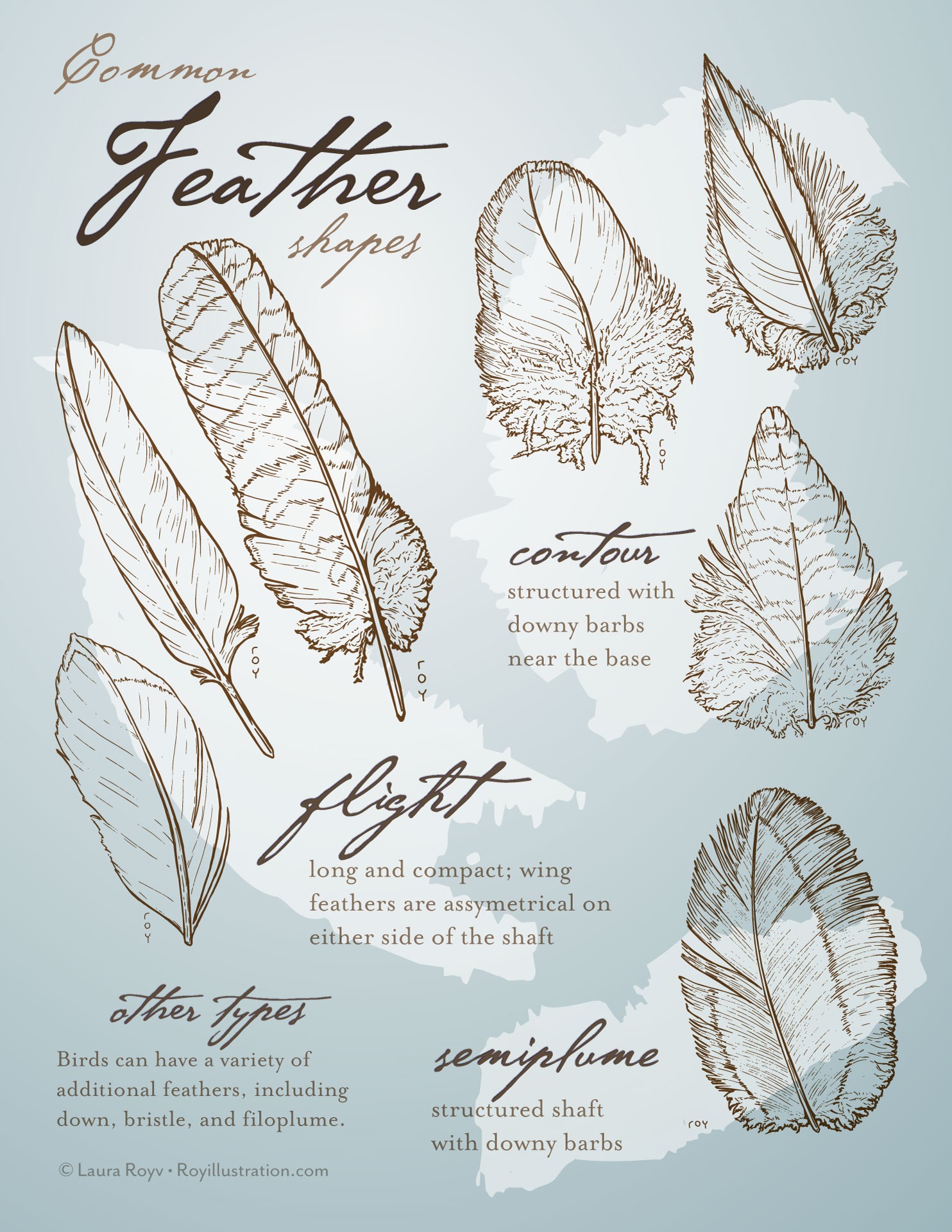 Feather Types Poster