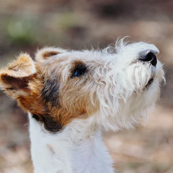 Dog owner issuing a command to a puppy during classes