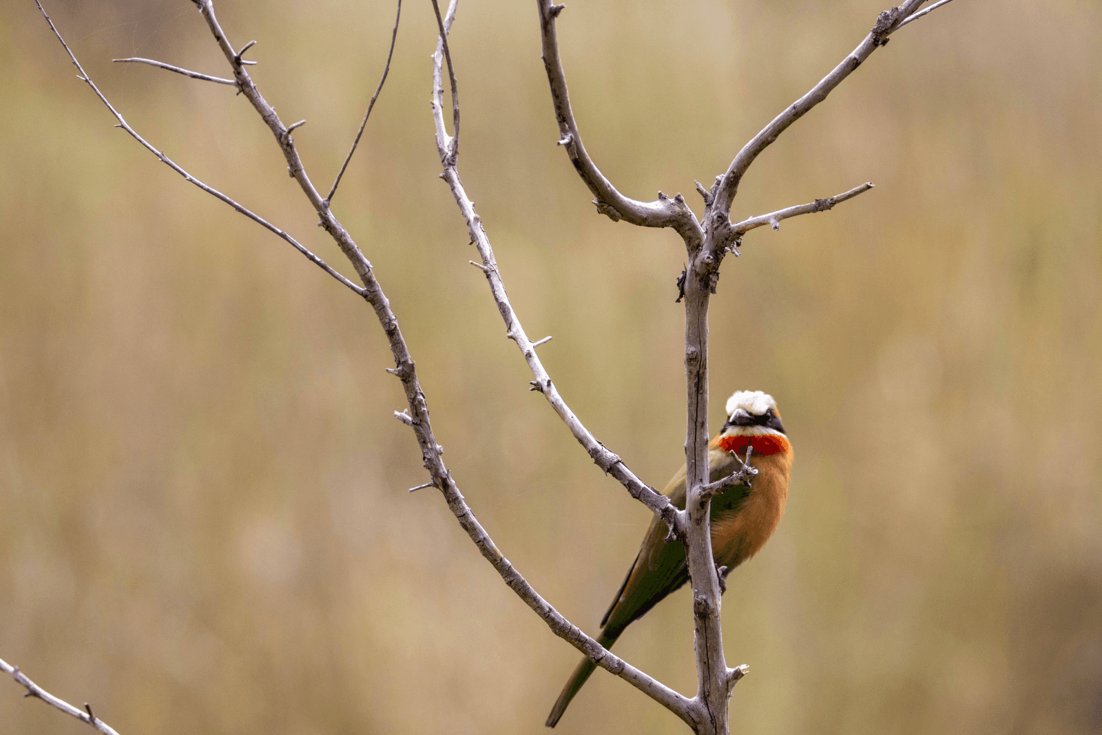 Oiseau coloré perché sur une branche sèche dans un décor naturel flou.
