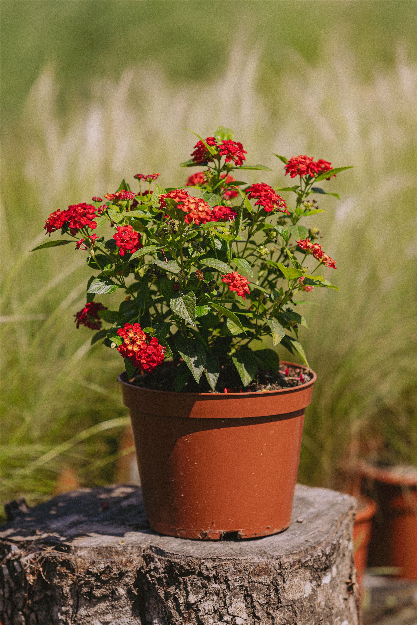 Red Lantana Eiviss Garden