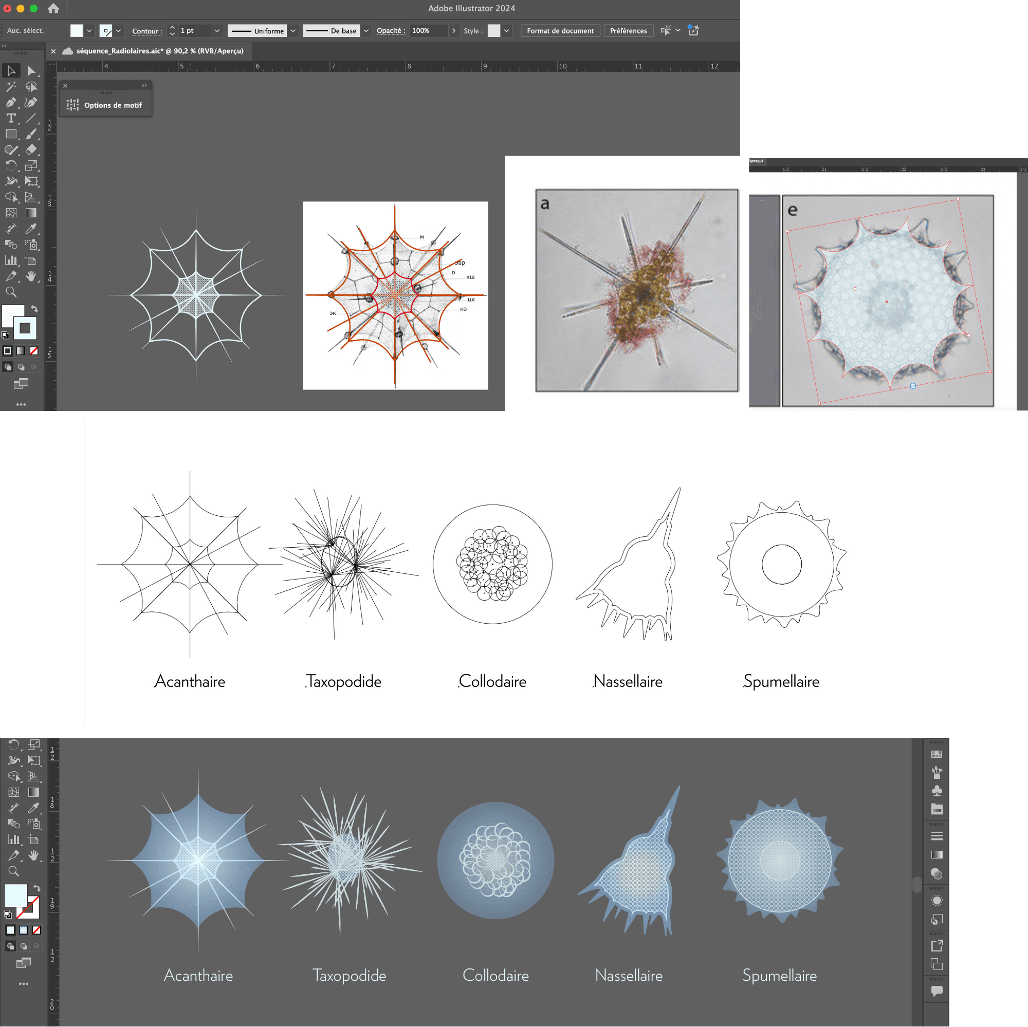 Illustration scientifique de la langue en noir et blanc par l'illustratrice scientifique Élodie Ouellet-Belleau.